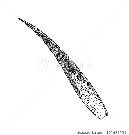 aloe vera fresh sketch hand drawn vector 101984364