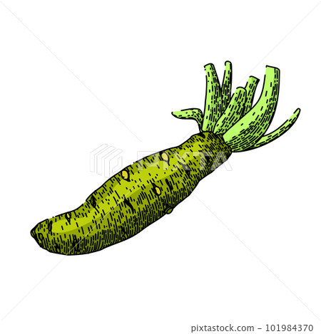 wasabi root sketch hand drawn vector 101984370