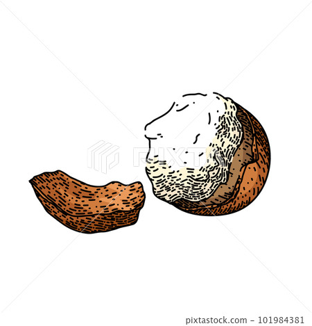 shea butter care sketch hand drawn vector 101984381