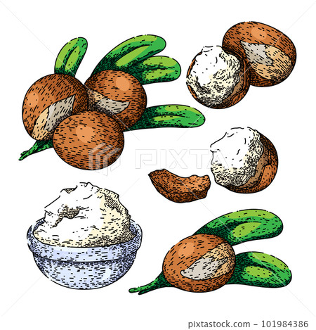 shea organic set sketch hand drawn vector 101984386