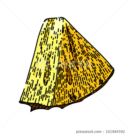 pineapple slice sketch hand drawn vector 101984392