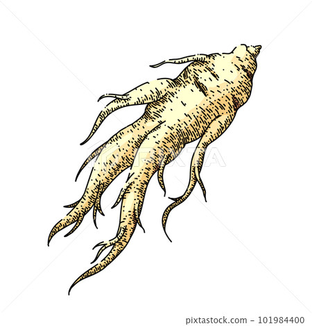 ginseng root medicine sketch hand drawn vector 101984400