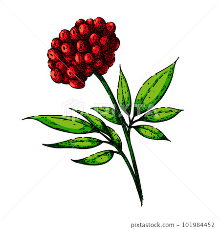 ginseng plant sketch hand drawn vector 101984452