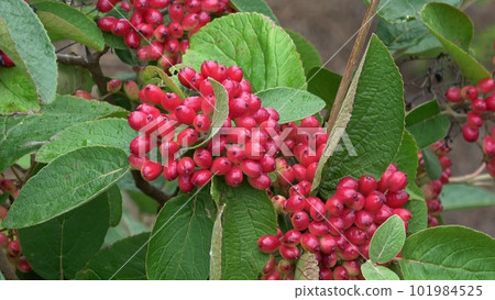Unripe fruits of woolly snowball, Viburnum lantana Unripe fruits of woolly snowball, Viburnum lantana 101984525