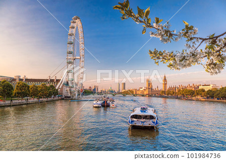 Sunrise with Big Ben, Palace of Westminster, London Eye, Westminster Bridge, River Thames during springtime in London, England, UK 101984736