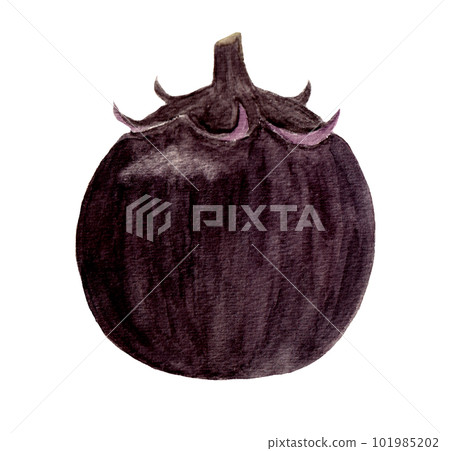 手繪水彩插圖的田間茄子 101985202