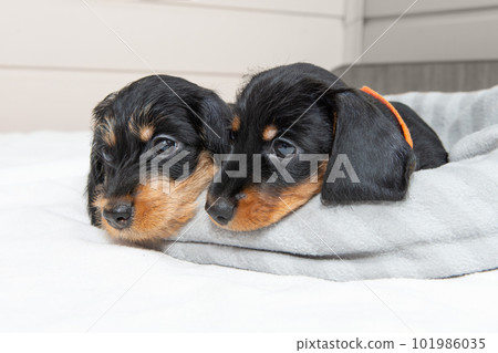 Cute puppies of a wire-haired dachshund are lying on the bed. Portrait of dogs. Cute puppies of a wire-haired dachshund are lying on the bed. Portrait of dogs. 101986035
