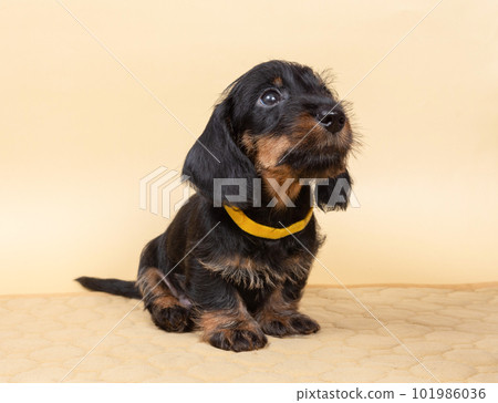 small wire-haired dachshund puppy on a light background. Portrait of dog. small wire-haired dachshund puppy on a light background. Portrait of dog. 101986036