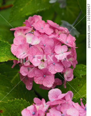 雨季圖像(繡球花:有水滴) 雨季圖像(繡球花:有水滴) 101986057