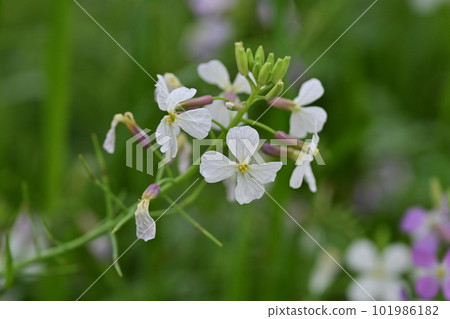 Japanese radish Japanese radish 101986182