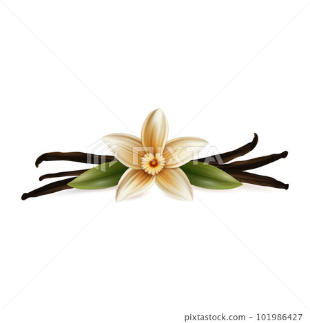 Vector 3d Realistic Sweet Scented Fresh Vanilla Flower with Dried Seed Pods and Leaves Set Closeup Isolated on White Background. Distinctive Flavoring, Culinary Concept. Front View Vector 3d Realistic Sweet Scented Fresh Vanilla Flower with Dried Seed Pods and Leaves Set Closeup Isolated on White Background. Distinctive Flavoring, Culinary Concept. Front View 101986427