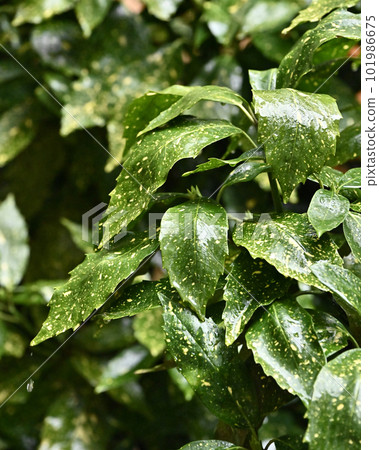Image of the rainy season (Fuiriaoki: with water droplets) Image of the rainy season (Fuiriaoki: with water droplets) 101986675