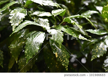 雨季的形象(Fuiriaoki:有水滴) 雨季的形象(Fuiriaoki:有水滴) 101986683
