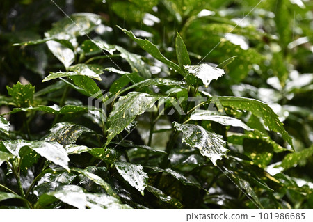 Image of the rainy season (Fuiriaoki: with water droplets) 101986685