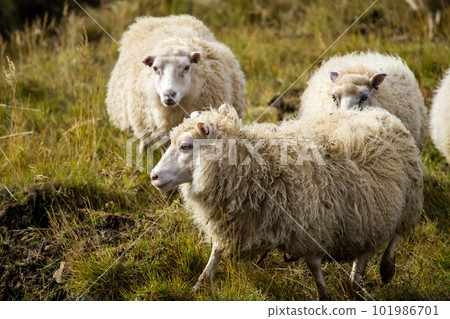Icelandic Sheep Graze in the Mountain Meadow near Ocean Coastline, Group of Domestic Animal in Pure and Clear Nature. Ecologically Clean Lamb Meat and Wool Production. Scenic Area 101986701