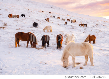 Horses In Winter. Rural Animals in Snow Covered Meadow. Pure Nature in Iceland. Frozen North Landscape. Icelandic Horse is a Breed of Horse Developed in Iceland.  101986702