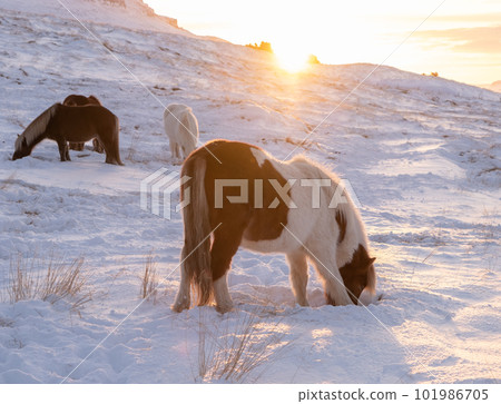 Horses In Winter. Rural Animals in Snow Covered Meadow. Pure Nature in Iceland. Frozen North Landscape. Icelandic Horse is a Breed of Horse Developed in Iceland.  101986705