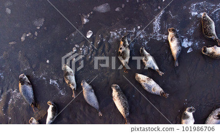 Fur Seals in Natural Environment. Pure Icelandic Nature. Ocean Coast with Floating Ice at Sunset. Wildlife in Iceland. Sea Lions Aerial View. Fur Seals in Natural Environment. Pure Icelandic Nature. Ocean Coast with Floating Ice at Sunset. Wildlife in Iceland. Sea Lions Aerial View. 101986706