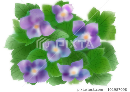 Shirane Aoi flower card 1 101987098