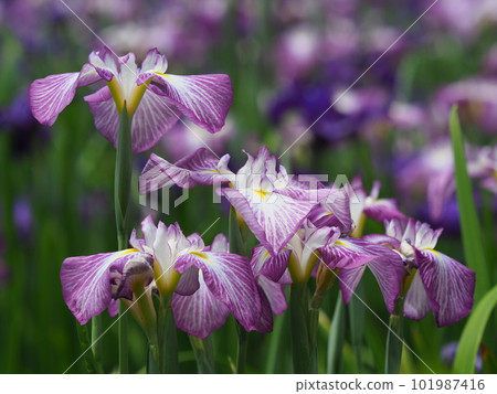 Japanese iris Japanese iris 101987416