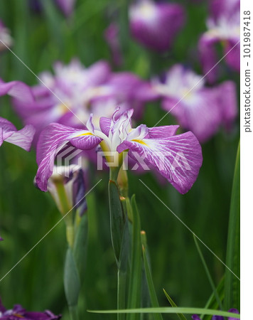 日本鳶尾 日本鳶尾 101987418