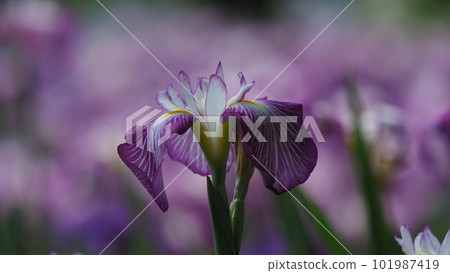 日本鳶尾 日本鳶尾 101987419