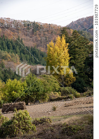 秋天內山關的上野村 秋天內山關的上野村 101987729