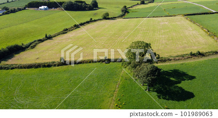 Several trees grow on a green grass field, top view. Irish landscape on a summer day, nature. Green grass field Several trees grow on a green grass field, top view. Irish landscape on a summer day, nature. Green grass field 101989063