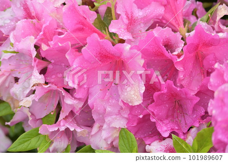 Azalea (with water droplets after rain) 101989607