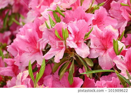 杜鵑花(雨後帶水滴) 杜鵑花(雨後帶水滴) 101989622