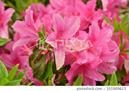 杜鵑花(雨後帶水滴) 杜鵑花(雨後帶水滴) 101989623