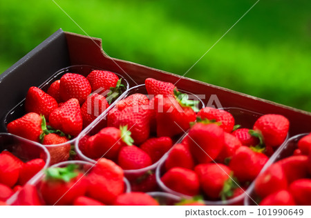 Strawberries packaged in box, sweet ripe perfect strawberry harvest, organic garden and agriculture Strawberries packaged in box, sweet ripe perfect strawberry harvest, organic garden and agriculture 101990649