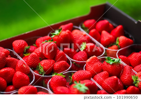 Strawberries packaged in box, sweet ripe perfect strawberry harvest, organic garden and agriculture 101990650
