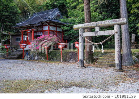 大宮神社,是Kimigayo的誕生地 大宮神社,是Kimigayo的誕生地 101991159
