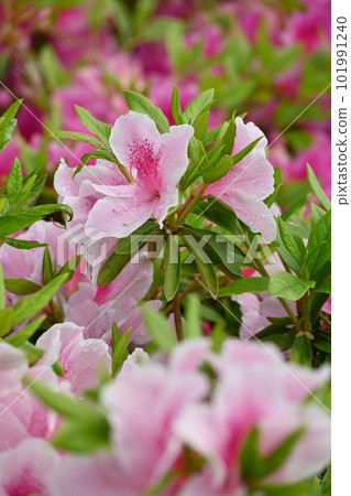 azalea, azaleas, rose bay 101991240