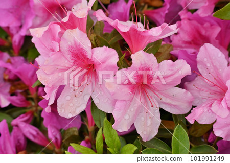 杜鵑花 玫瑰灣 舉起 101991249