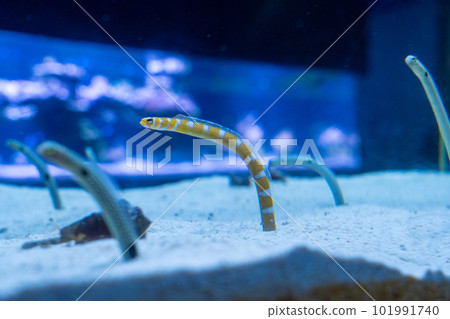 墨田水族館Chinanago 101991740