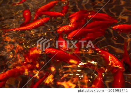 隅田水族館金魚 隅田水族館金魚 101991741