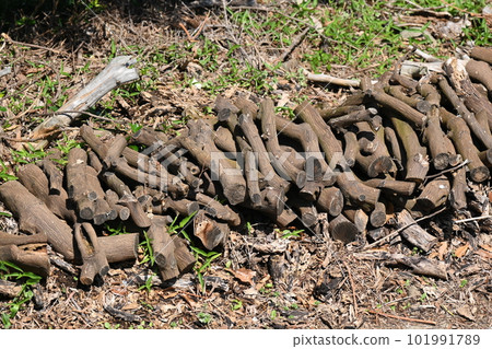 Image of firewood (for camping etc.) 101991789