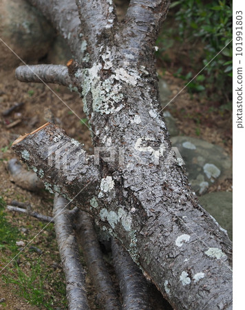 Image of firewood (for camping etc.) 101991803