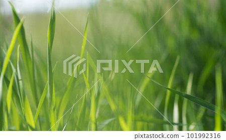 background nature fresh herbaceous plants illuminated by the sun background nature fresh herbaceous plants illuminated by the sun 101992316