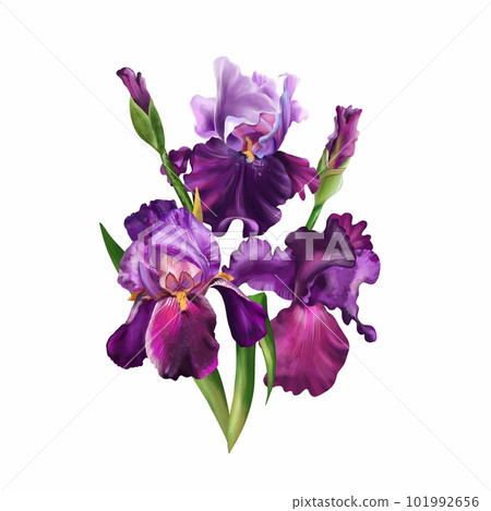 Bouquet of watercolor irises. Hand drawn floral illustration, purple flowers isolated on white background. Floral watercolor composition for greeting card, flyer or frame, wedding invitation. Bouquet of watercolor irises. Hand drawn floral illustration, purple flowers isolated on white background. Floral watercolor composition for greeting card, flyer or frame, wedding invitation. 101992656