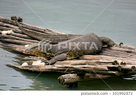 Asian water monitor in Bangkok Asian water monitor in Bangkok 101992872