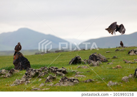 Black kites in the Orklon valley 101993158