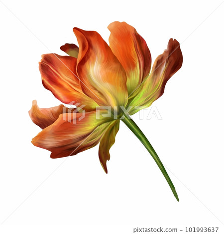 Watercolor red opened tulip on an isolated white background. Flower botanical illustration for background, texture, greeting card, wedding invitation. Watercolor red opened tulip on an isolated white background. Flower botanical illustration for background, texture, greeting card, wedding invitation. 101993637