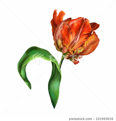 Red tulip with green leaf isolated on white background. Botanical flower. Watercolor illustration of tulip for background. Mother's Day, wedding. 101993638
