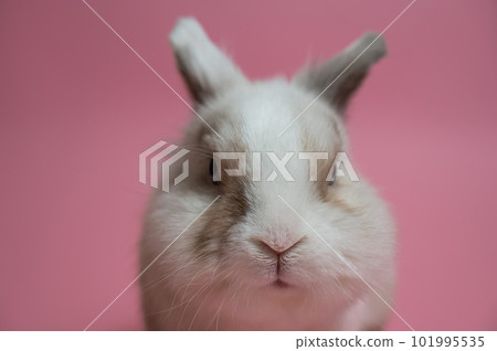 Portrait of a cute gray-white rabbit on a pink background. 101995535