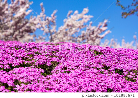 Misa cherry tree in the Tanigawa 101995671