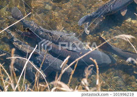Carp spawning 101996219