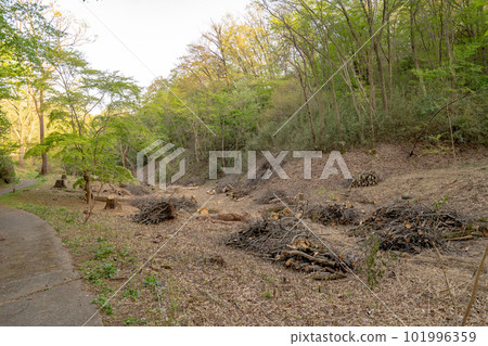 由於橡樹枯萎，矮林被砍伐 101996359